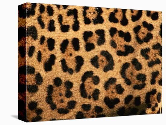 Close-Up of Jaguar Cat Coat,-Staffan Widstrand-Premier Image Canvas