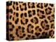 Close-Up of Jaguar Cat Coat,-Staffan Widstrand-Premier Image Canvas