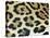 Close-Up of Jaguar Fur, Costa Rica-Edwin Giesbers-Premier Image Canvas