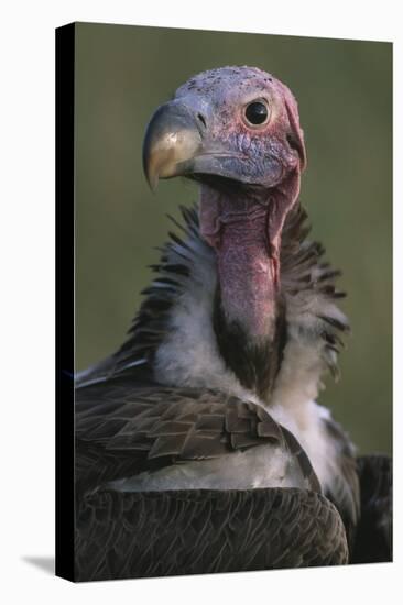 Close-Up of Lappet-Faced Vulture-Paul Souders-Premier Image Canvas