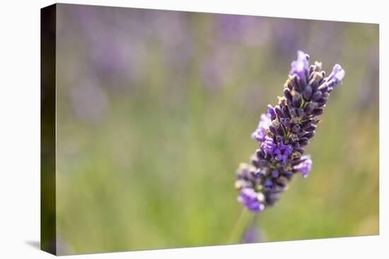 Close-up of lavender blooms in Valensole Plain, Provence, Southern France.-Michele Niles-Premier Image Canvas