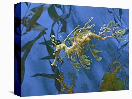 Close-Up of Leafy Sea Dragon-Hal Beral-Premier Image Canvas