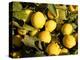 Close-Up of Lemons in the Market, Menton, Provence, Cote d'Azur, France-Sergio Pitamitz-Premier Image Canvas