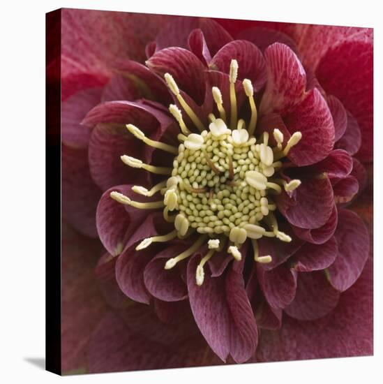 Close-Up of Lenten Rose-Clive Nichols-Premier Image Canvas