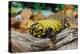 Close-up of Leopard gecko (Eublepharis macularius) in forest-null-Premier Image Canvas