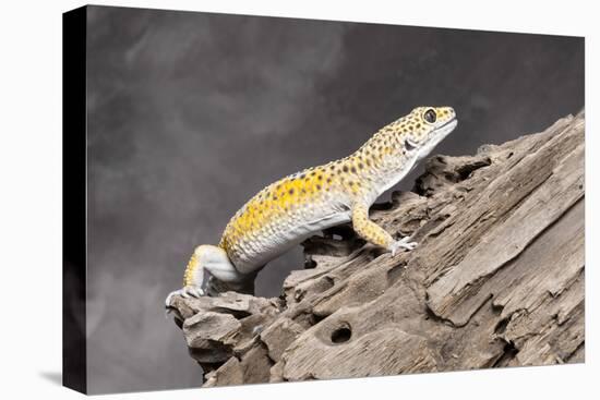 Close-up of Leopard gecko (Eublepharis macularius) in forest-null-Premier Image Canvas