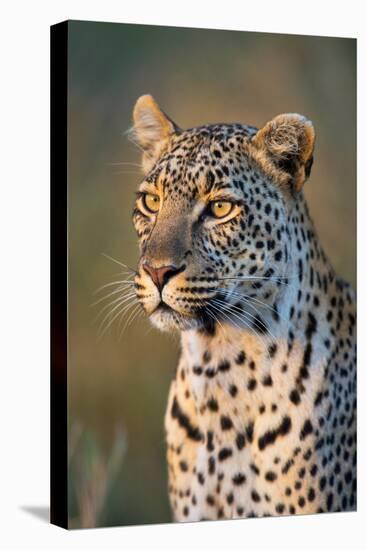 Close-Up of Leopard (Panthera Pardus), Serengeti National Park, Tanzania-null-Stretched Canvas