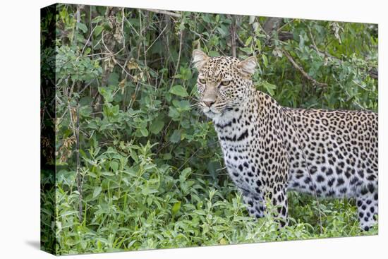Close-up of Leopard Standing in Green Foliage, Ngorongoro, Tanzania-James Heupel-Premier Image Canvas