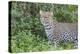 Close-up of Leopard Standing in Green Foliage, Ngorongoro, Tanzania-James Heupel-Premier Image Canvas