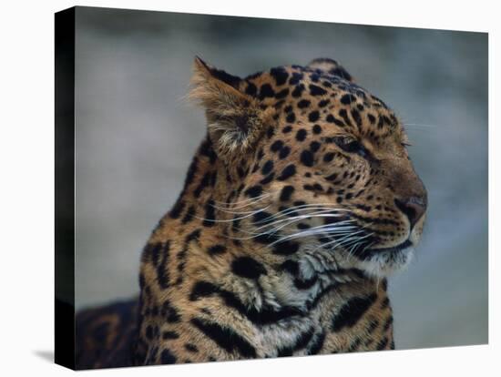 Close-up of Leopard-Elizabeth DeLaney-Premier Image Canvas