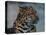Close-up of Leopard-Elizabeth DeLaney-Premier Image Canvas