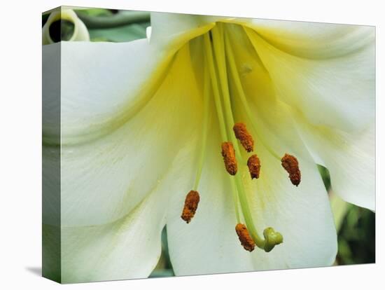 Close Up of Lilium Longiflorum-Clay Perry-Premier Image Canvas