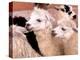 Close-up of Llamas, Cuzco, Peru-Bill Bachmann-Premier Image Canvas