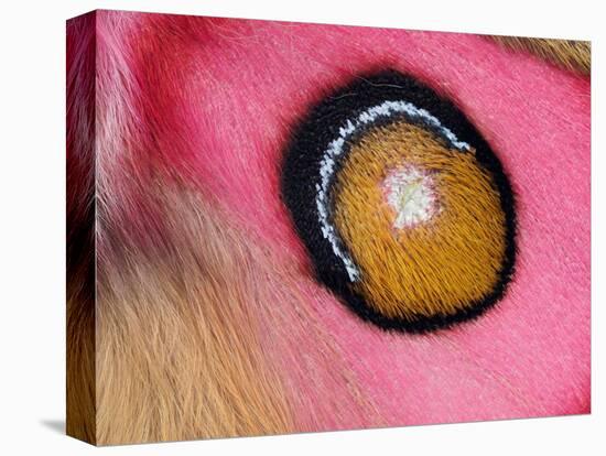 Close up of Madagascan silk moth eyespot on wing-Andy Sands-Premier Image Canvas