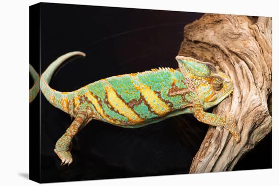 Close-up of Madagascar chameleon on wood-null-Premier Image Canvas