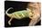 Close-up of Madagascar chameleon on wood-null-Premier Image Canvas