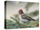 Close-up of Male Cassin's Finch in Pine Tree, Kamloops, British Columbia, Canada-Arthur Morris-Premier Image Canvas