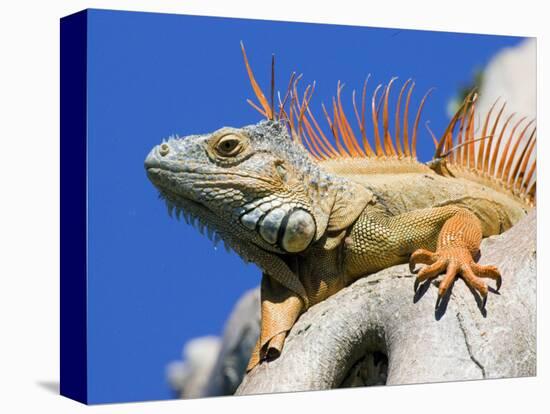 Close-Up of Male Iguana on Tree, Lighthouse Point, Florida, USA-Joanne Williams-Premier Image Canvas