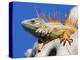 Close-Up of Male Iguana on Tree, Lighthouse Point, Florida, USA-Joanne Williams-Premier Image Canvas