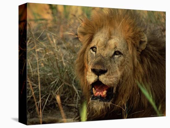 Close-Up of Male Lion (Panthera Leo), Mala Mala Game Reserve, Sabi Sand Park, South Africa, Africa-Sergio Pitamitz-Premier Image Canvas