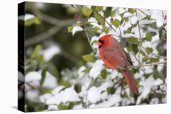 Close-up of male Northern Cardinal (Cardinalis cardinalis) in American Holly (Ilex opaca), Mario...-Panoramic Images-Premier Image Canvas