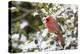 Close-up of male Northern Cardinal (Cardinalis cardinalis) in American Holly (Ilex opaca), Mario...-Panoramic Images-Premier Image Canvas