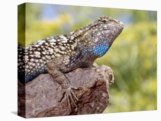 Close-up of Male Western Fence or Blue Belly Lizard, Lakeside, California, USA-Christopher Talbot Frank-Premier Image Canvas