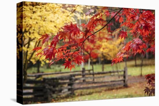 Close-up of maple leaves, Bainbridge Island, Kitsap County, Washington State, USA-Panoramic Images-Premier Image Canvas