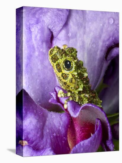 Close-Up of Mossy Tree Frog on Flower, Vietnam-Jim Zuckerman-Premier Image Canvas