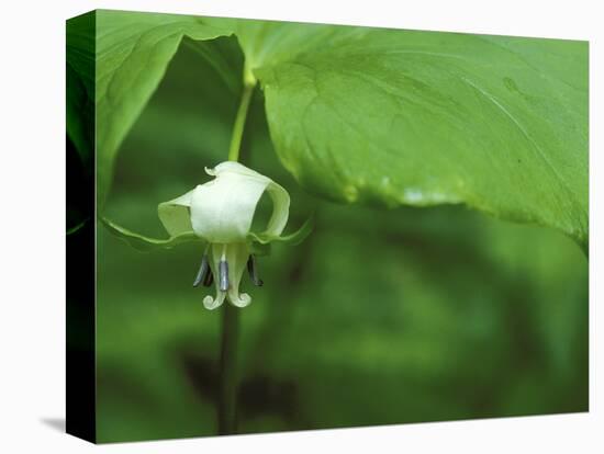 Close-up of Nodding Trillium Flower Beneath Leaf in Springtime, Michigan, USA-Mark Carlson-Premier Image Canvas