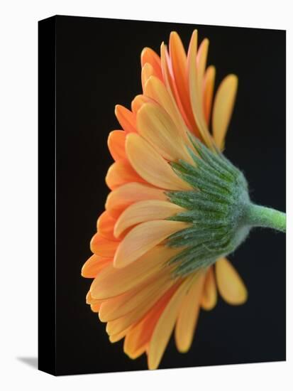 Close-Up of Orange Gerbera Daisy-Clive Nichols-Premier Image Canvas