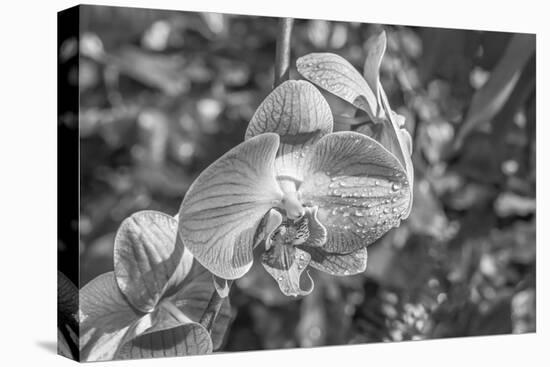 Close-up of orchid flowers, Sarasota, Florida, USA-Panoramic Images-Premier Image Canvas