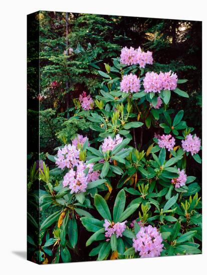 Close-up of Pacific rhododendron (Rhododendron macrophyllum) flowers blooming on plant, Mt Hood...-null-Premier Image Canvas