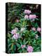 Close-up of Pacific rhododendron (Rhododendron macrophyllum) flowers blooming on plant, Mt Hood...-null-Premier Image Canvas