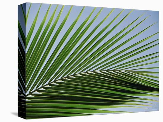 Close-up of Palm Leaf at Ko Samet Island, Rayong, Thailand, Asia-Richard Nebesky-Premier Image Canvas