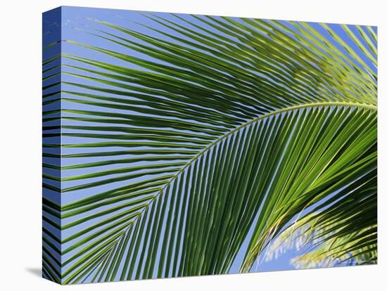 Close-up of Palm Leaf at Ko Samet Island, Rayong, Thailand, Asia-Richard Nebesky-Premier Image Canvas