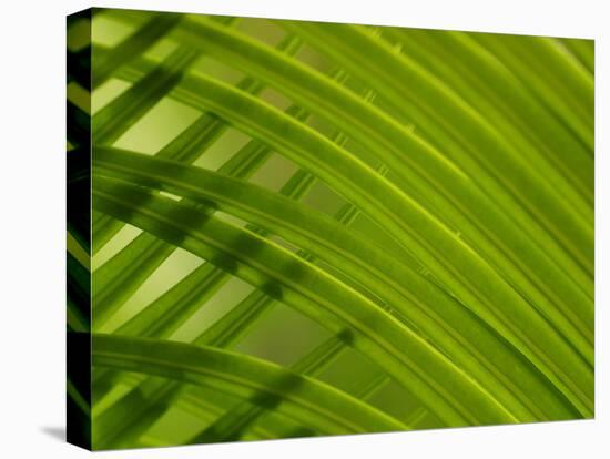 Close-up of Palm Leaf-null-Premier Image Canvas