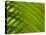 Close-up of Palm Leaf-null-Premier Image Canvas