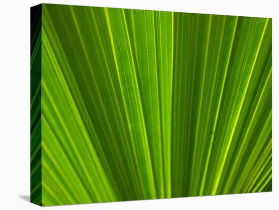 Close-up of Palm Leaf-null-Premier Image Canvas