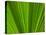 Close-up of Palm Leaf-null-Premier Image Canvas