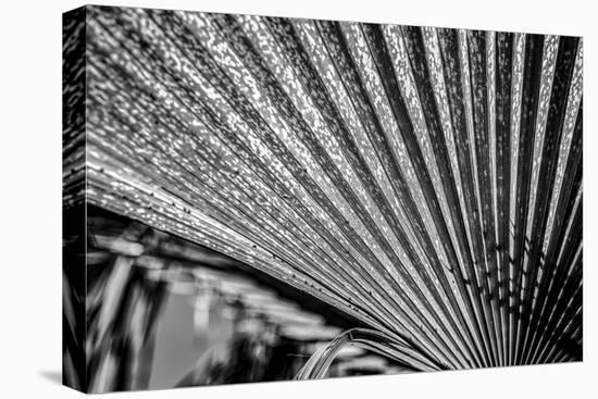 Close-Up of Palm leaves, California, USA-Panoramic Images-Premier Image Canvas