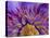 Close-Up of Part of Clematis Blossom-Don Paulson-Premier Image Canvas