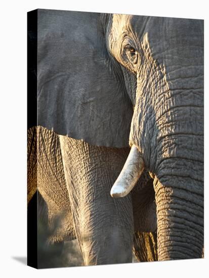 Close Up of Partial Face, African Elephant (Loxodonta Africana), Etosha National Park, Namibia-Kim Walker-Premier Image Canvas