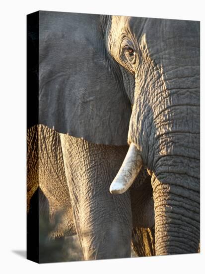 Close Up of Partial Face, African Elephant (Loxodonta Africana), Etosha National Park, Namibia-Kim Walker-Premier Image Canvas