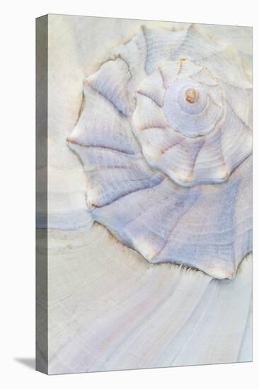 Close-Up of Pastel Seashell, Washington, USA-Jaynes Gallery-Premier Image Canvas