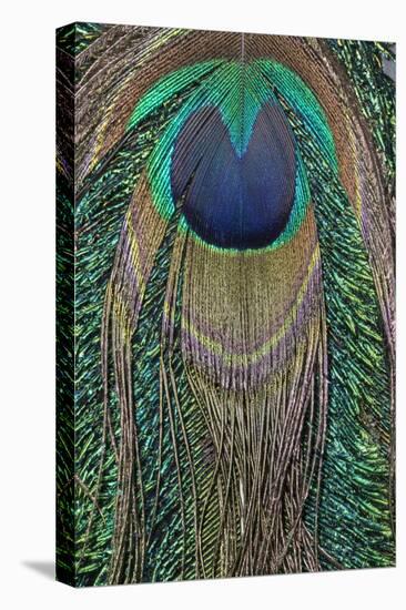 Close-up of peacock tail feather-Maresa Pryor-Premier Image Canvas