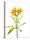 Close-up of Peruvian lily flowers-Panoramic Images-Premier Image Canvas