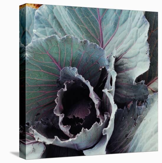 Close-Up of Pesticide-Free, Dew-Covered Cabbage Leaves with Worn Holes, Raised Organically-Co Rentmeester-Premier Image Canvas