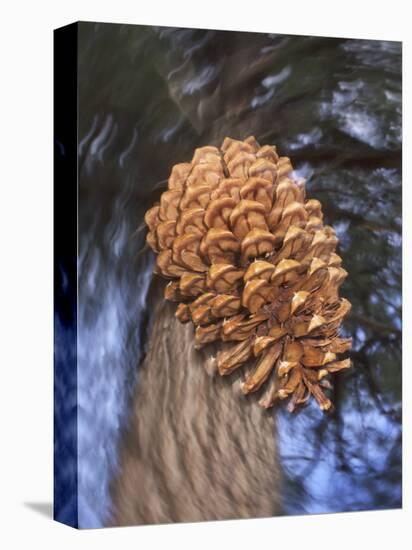 Close-up of Pine Cone Falling from a Ponderosa Pine Tree, Sierra Nevada Mountains, California, USA-Christopher Talbot Frank-Premier Image Canvas