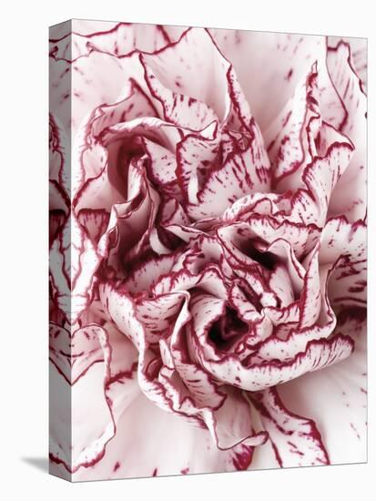 Close-Up of Pink and White Carnation-Clive Nichols-Premier Image Canvas